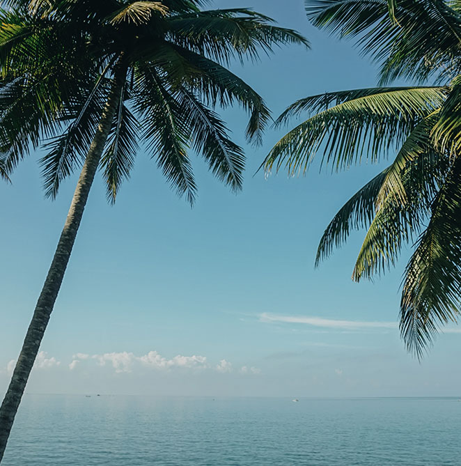 Palm trees on the ocean with a blue sky