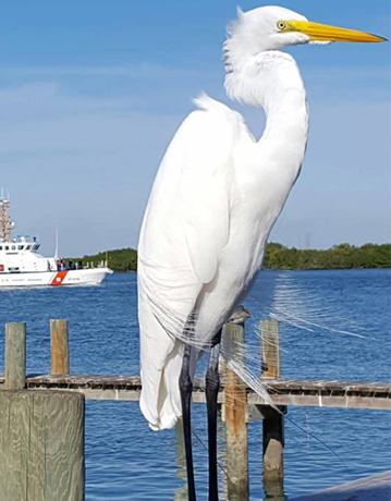 Giant white bird on dock