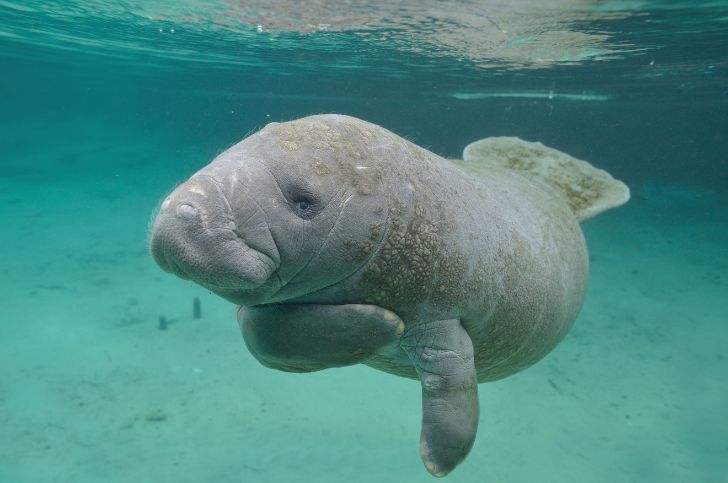 fat baby manatee floating in the water it is so cute